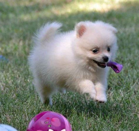 pomeranian puppies for sale in denver colorado|pomeranian spitz for sale.